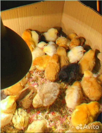 Инкубатор для яиц