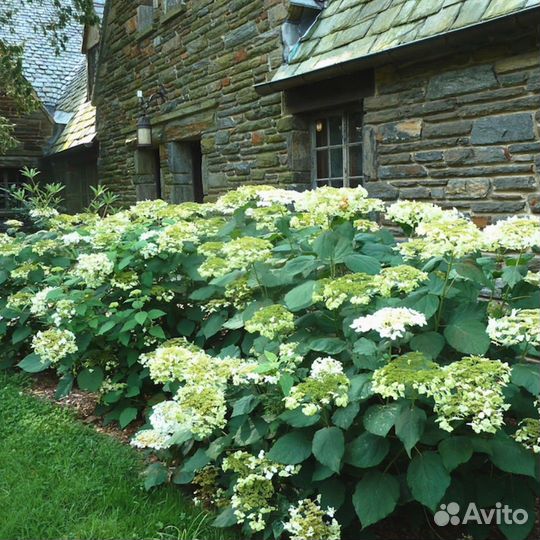 Гортензия Уайт Дом, С10 (1 саж.; 70-80 см)