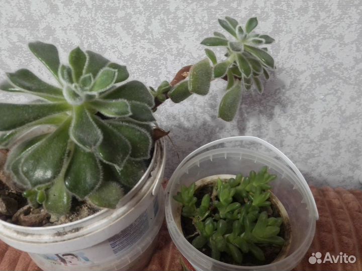 Суккуленты.Замиокулькас, красулла продырявленная