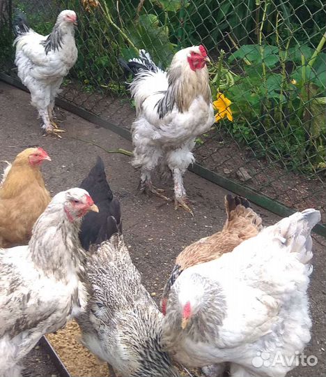 Петух брама