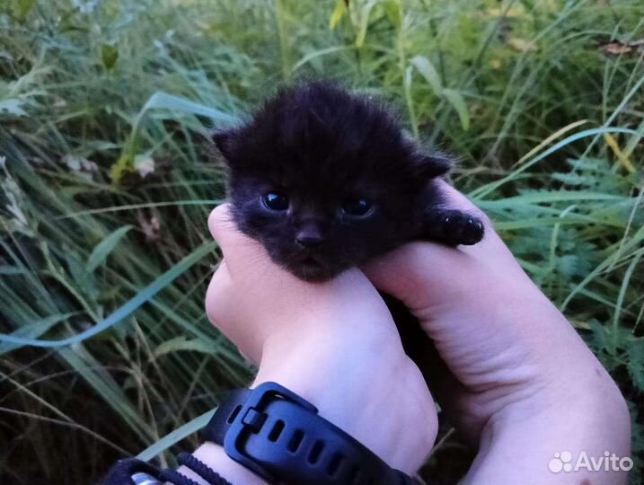 Котята от кошки крысолова