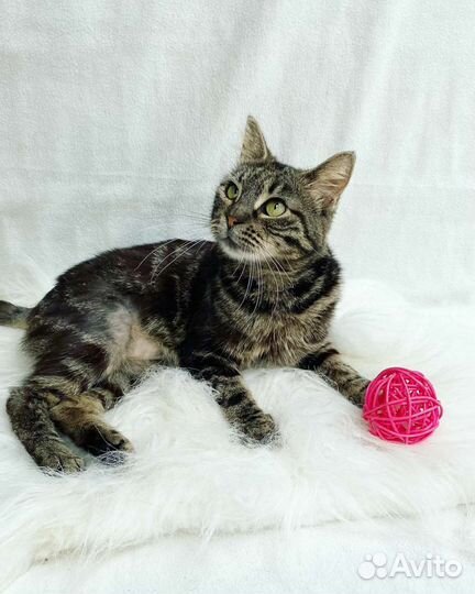 Кошка в добрые руки