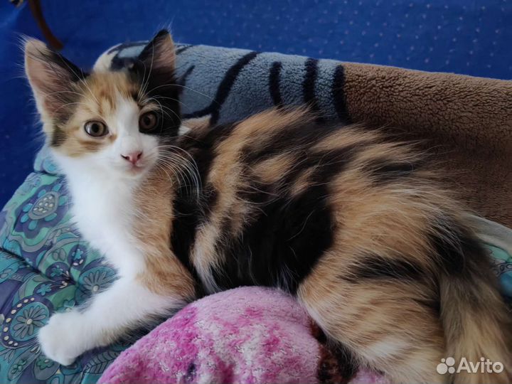 Котята в добрые руки бесплатно