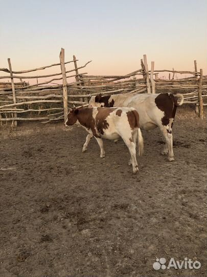 Быки и бычок