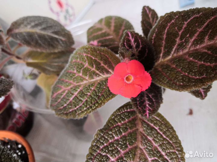 Эписция, разные сорта