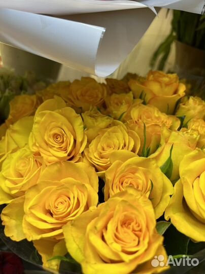 Роза желтая Крымская