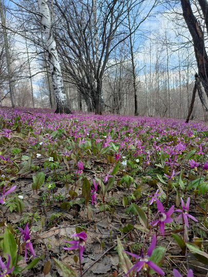 Участок 11 га (СНТ, ДНП)