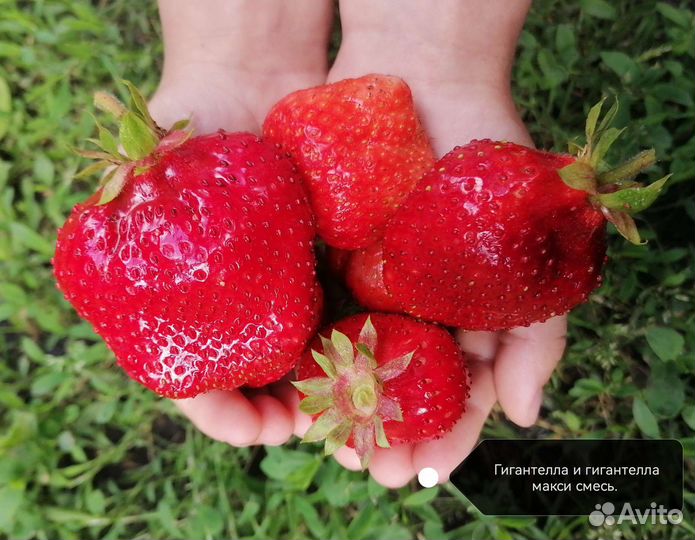 Рассада клубники