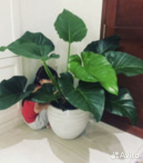 Филодендрон