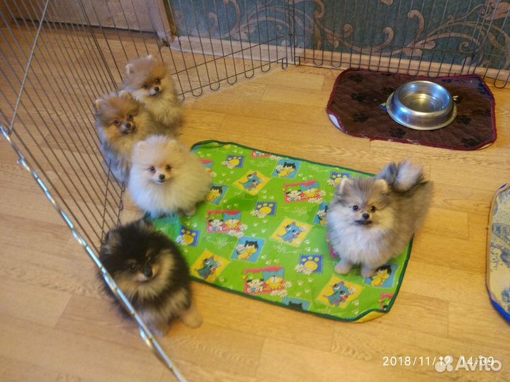 Щенки шпица