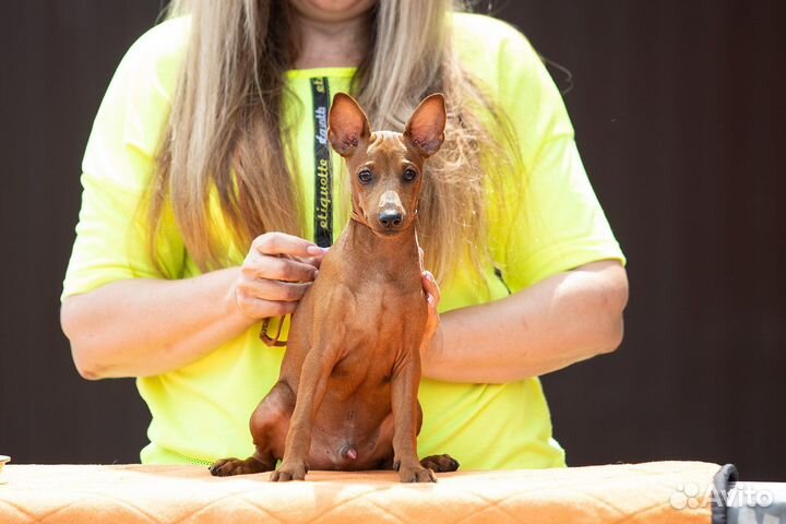 Цвергпинчер