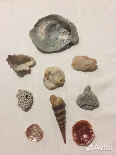 Набор. Окаменелости, ракушки, минералы