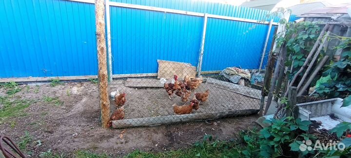 Продаю кур