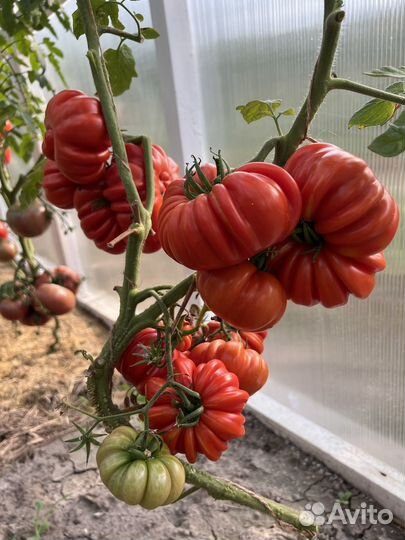 Семена сортовых премиальных томатов коллекционные