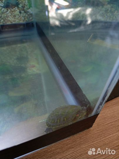 Террариум для красноухой черепахи