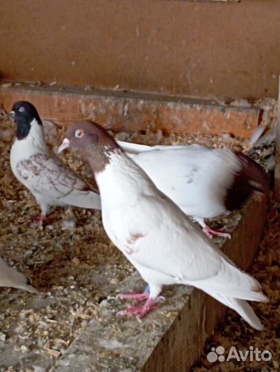 Продажа бакинских голубей