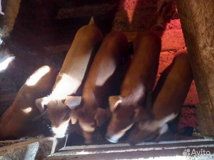 Поросята породы дюрок