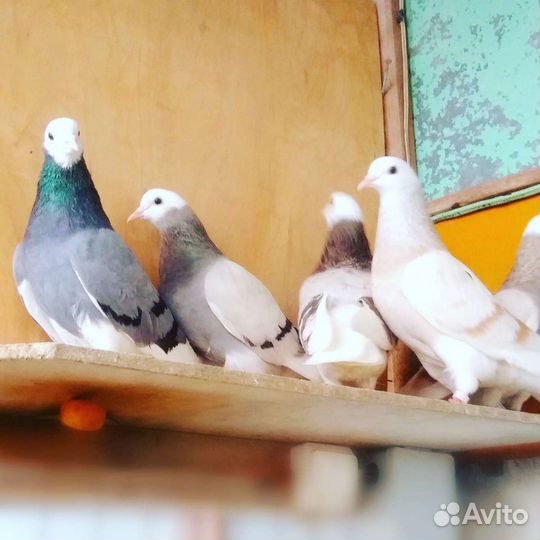 Голуби различных пород с выбором и без