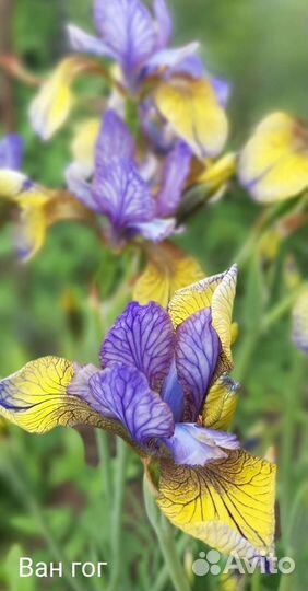 Ирисы сибирские