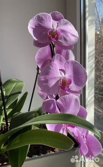 Орхидея
