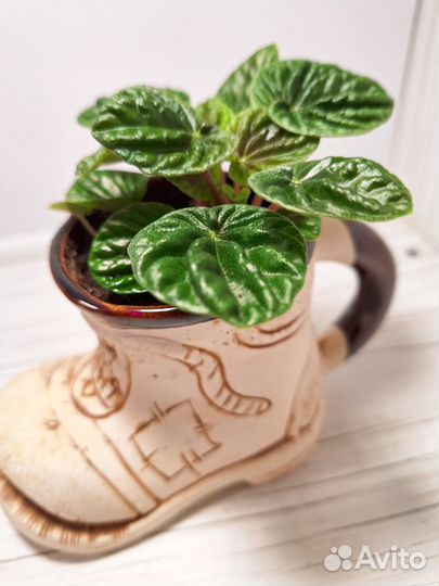 Комнатные растения цветы