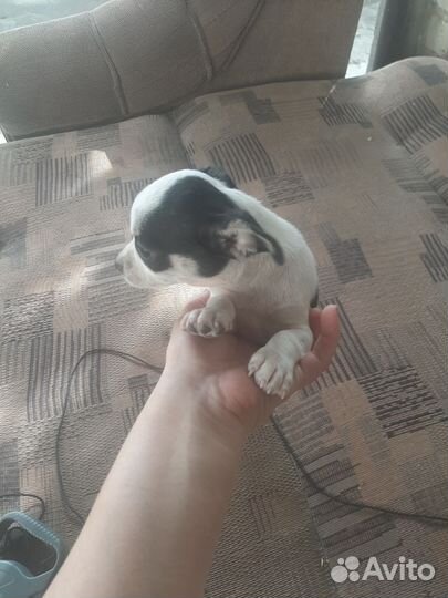 Помесь чихуахуа