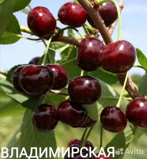 Вишня саженцы 3хлетки