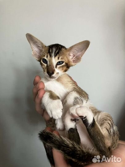 Ориентальная