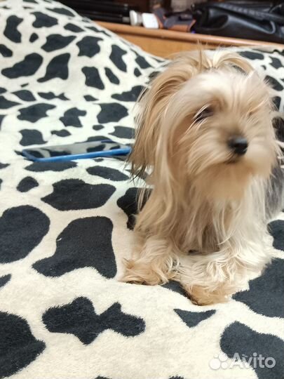 Щенки чорки