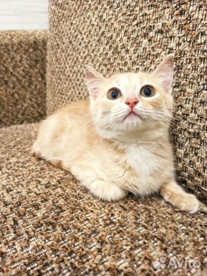 Котенок девочка в самые добрые руки