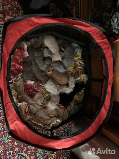 Котята 1 месяц племенные