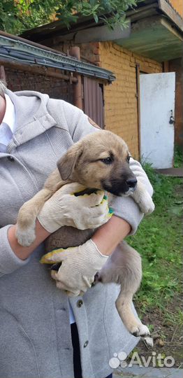 Красивые малыши в очень добрые руки
