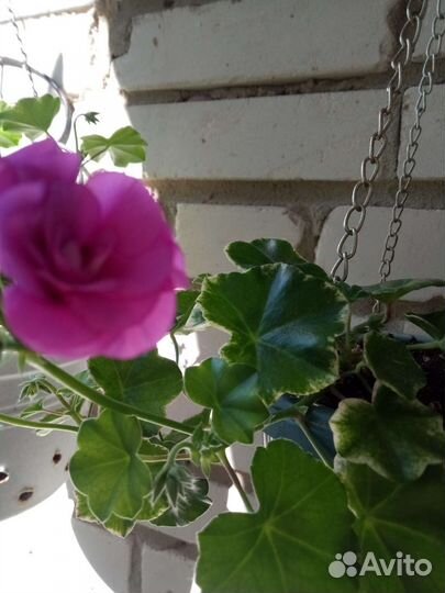 Плющелистная пеларгония