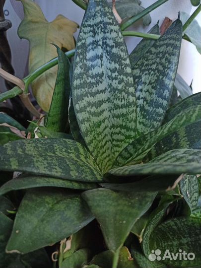 Сансивиерия ханни