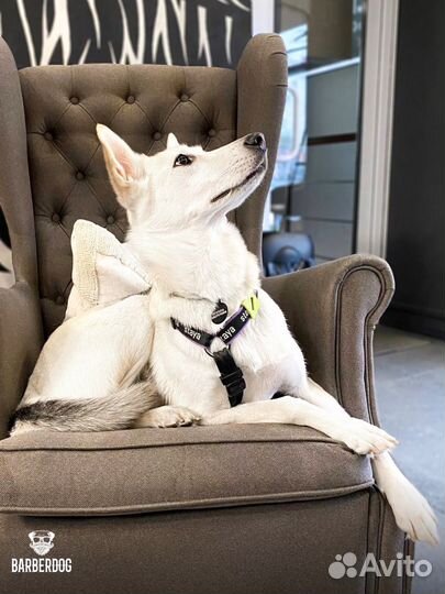 Груминг салон