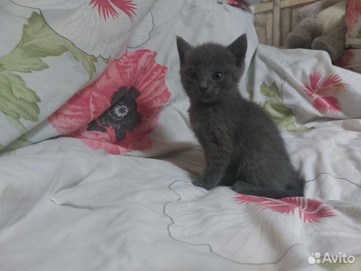 Коты близнецы в дар