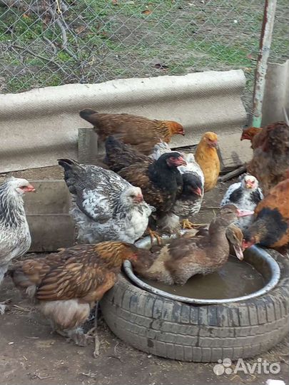 Куры и петушки Брама