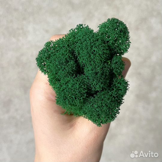 Стабилизированный мох, Зелёное Яблоко