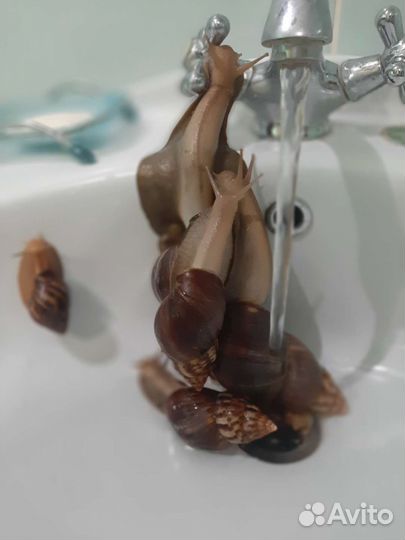Улитки Ахатины