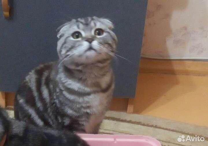 Шотландский кот приглашает на вязку