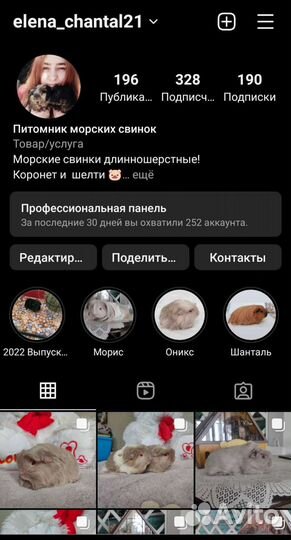 Морская свинка