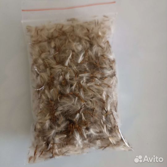 Клематисы, гортензия Самарская Лидия