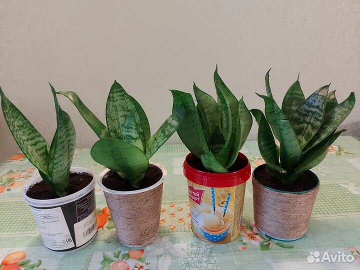 Сансевиерия Хана