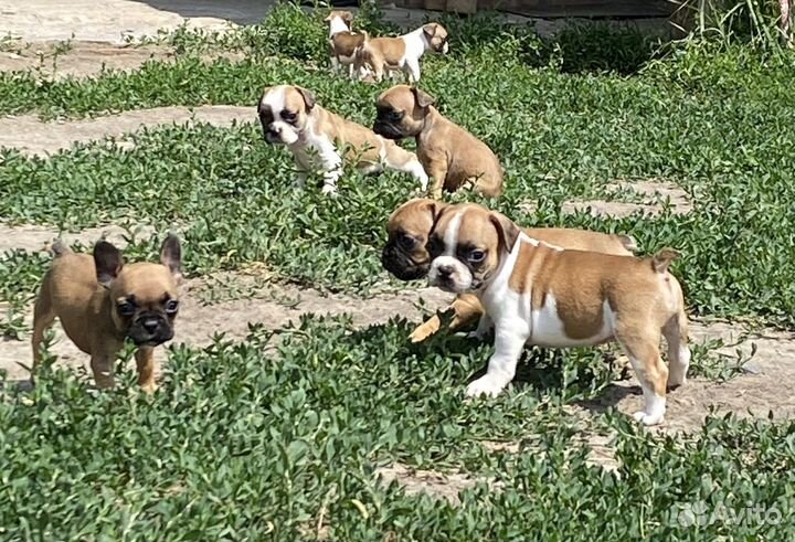 Французы карапузы