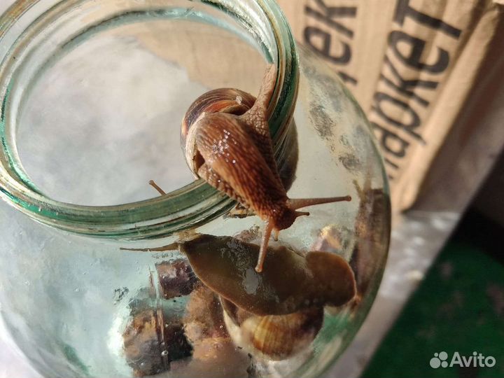 Улитки виноградные живые