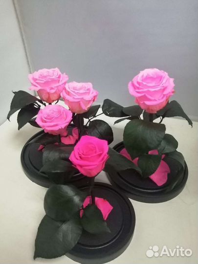 Роза в колбе