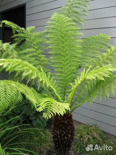 Циатея древовидный комнатный папоротник