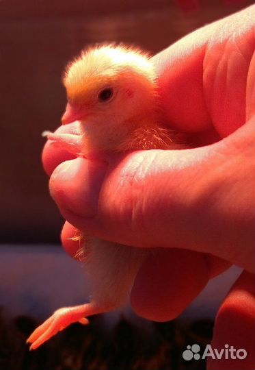 Перепелиное мясо, яйца