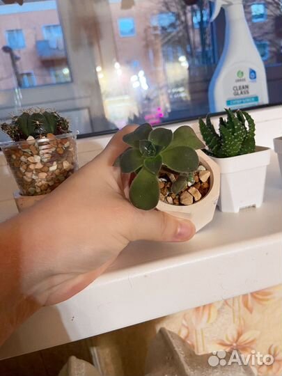 Суккуленты