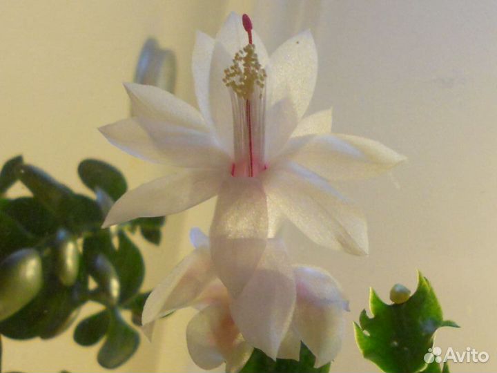 Декабрист белый